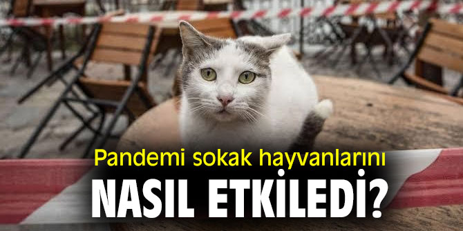 Pandemi sokak hayvanlarını nasıl etkiledi?