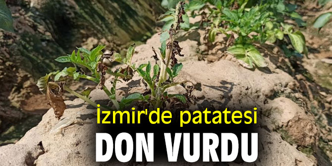 İzmir'de patatesi don vurdu