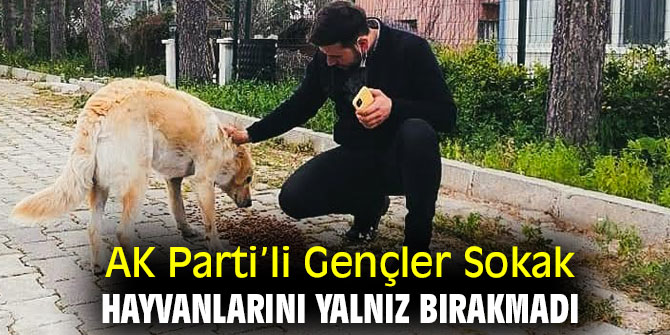 AK Partili Gençler Sokak Hayvanlarını Yalnız Bırakmadı