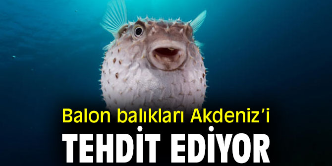 Balon balıkları Akdeniz’i tehdit ediyor!