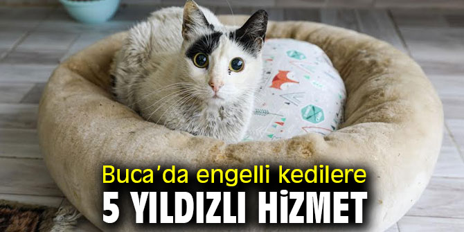 Buca Belediyesi kedileri yuvasız bırakmadı