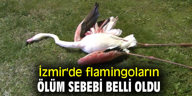 Flamingoların ölüm sebebi belli oldu