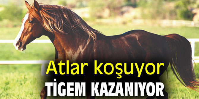 Atlar koşuyor, TİGEM kazanıyor