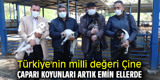 Türkiye'nin milli değeri Çine çaparı koyunları artık emin ellerde