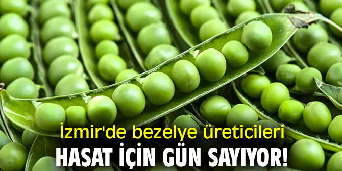 İzmir'de bezelye üreticileri hasat için gün sayıyor!