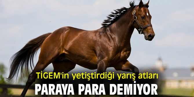 TİGEM’İN YETİŞTİRDİĞİ YARIŞ ATLARI PARAYA PARA DEMİYOR