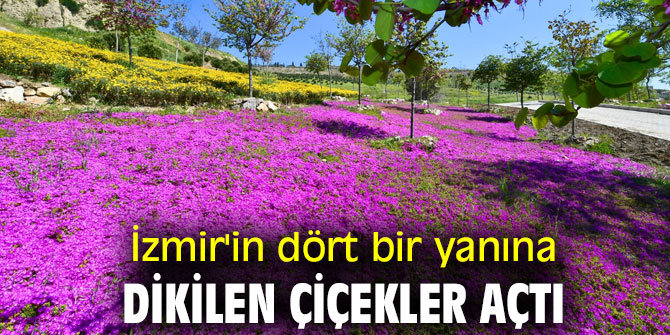 İzmir'in dört bir yanına dikilen çiçekler açtı