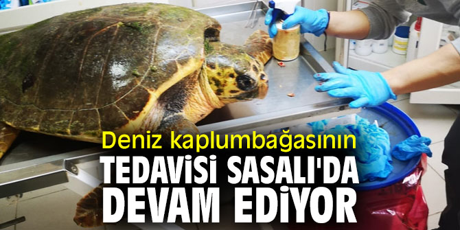 İzmir'de deniz kaplumbağasının tedavisi Sasalı'da devam ediyor