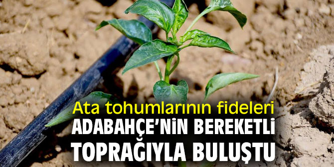 ATA TOHUMLARININ FİDELERİ ADABAHÇE’NİN BEREKETLİ TOPRAĞIYLA BULUŞTU