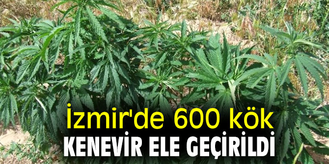 İzmir'de 600 kök kenevir ele geçirildi