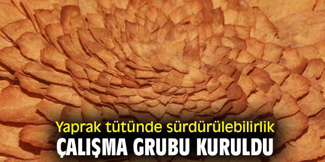 Yaprak tütünde sürdürülebilirlik çalışma grubu hayata geçti!