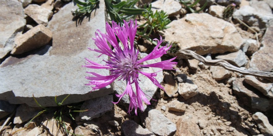 Yeni bir endemik bitki türü keşfedildi