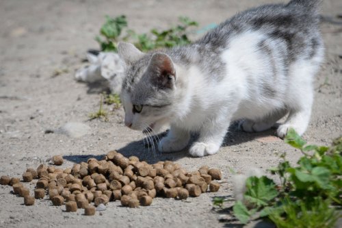 Can dostlarımız bizlere emanet.