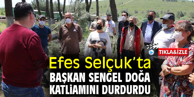 Efes Selçuk’ta Başkan Sengel doğa katliamını durdurdu
