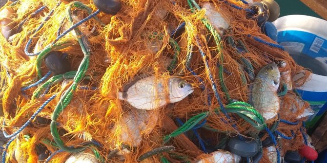 Foça'da Yumurtalı  İsparoz bolluğu