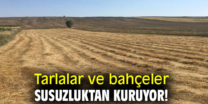Tarlalar ve bahçeler susuzluktan kuruyor!