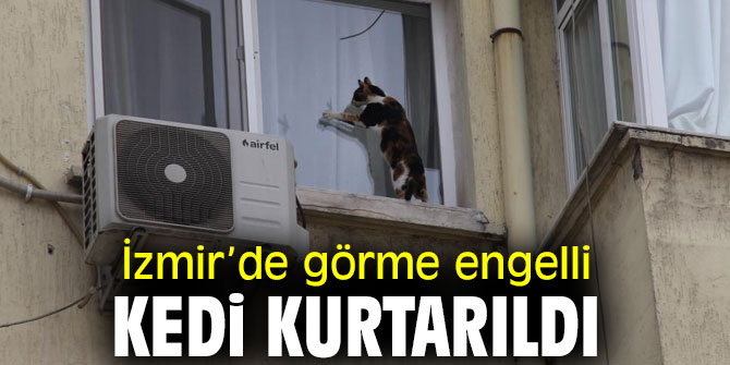 İzmir’de görme engelli kedi kurtarıldı