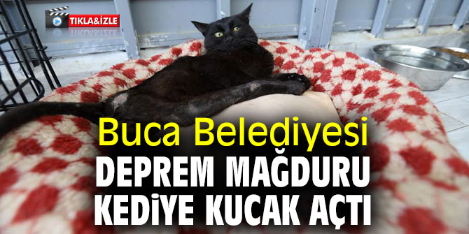 Buca Belediyesi Deprem mağduru kediye kucak açtı