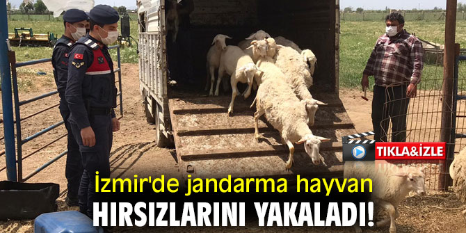 İzmir'de jandarma hayvan hırsızlarını yakaladı!