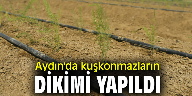 Aydın'da kuşkonmazların dikimi yapıldı