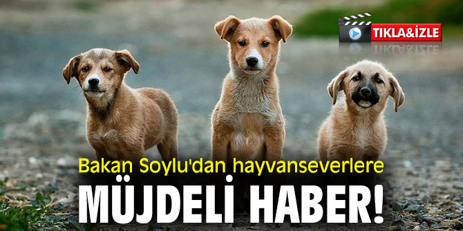 Bakan Soylu'dan hayvanseverlere müjdeli haber!