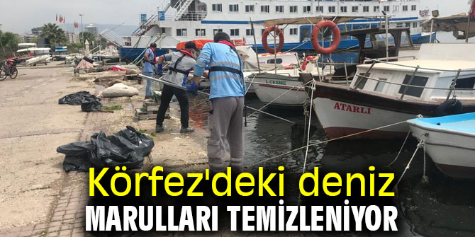 Körfez'deki deniz marulları temizleniyor