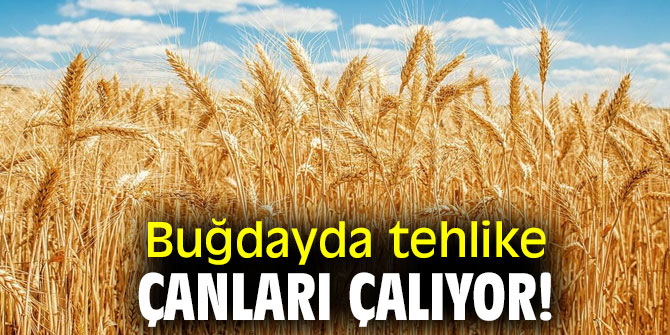 Buğdayda tehlike çanları çalıyor!