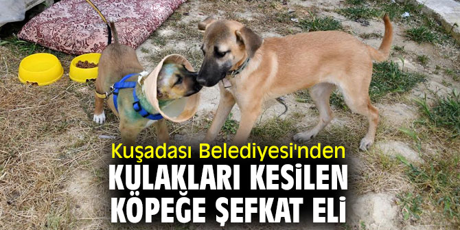 Kuşadası Belediyesi'nden yavru köpeğe şefkat!