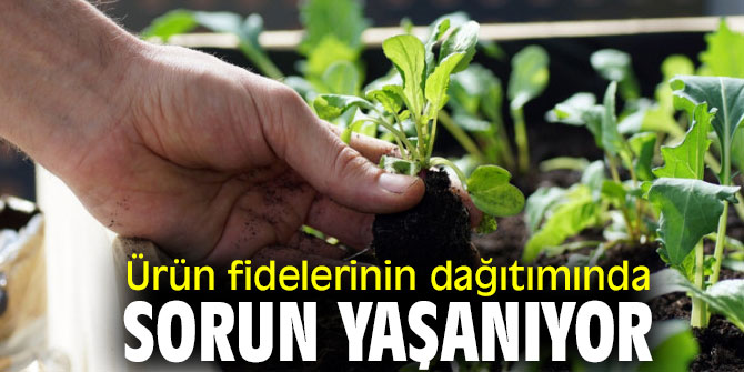 Ürün fidelerinin dağıtımında sorun yaşanıyor