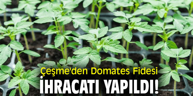 Çeşme'den Domates Fidesi İhracatı Yapıldı!
