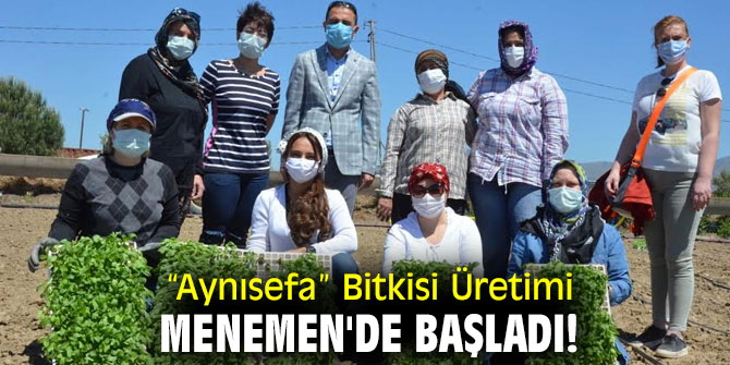 “Aynısefa” Bitkisi Üretimi Menemen'de başladı!