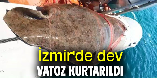İzmir'de dev vatoz kurtarıldı