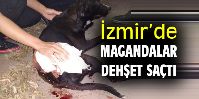 İzmir’de magandalar dehşet saçtı