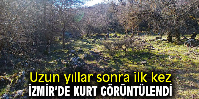 Uzun yıllar sonra ilk kez İzmir’de kurt görüntülendi