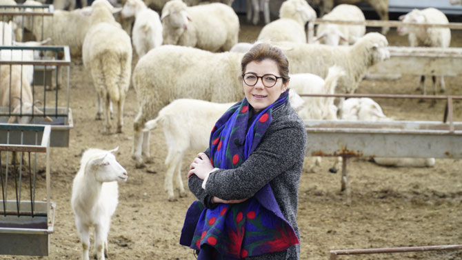 Çobanlar buluşuyor