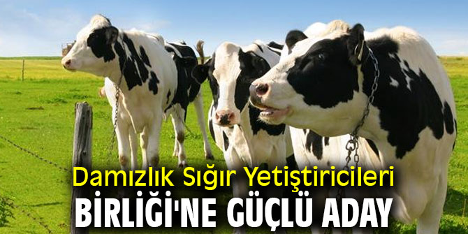 Damızlık Sığır Yetiştiricileri Birliği'ne güçlü aday