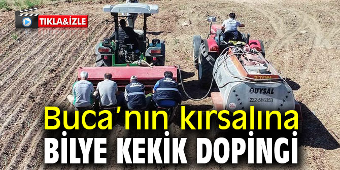 Buca’nın kırsalına bilye kekik dopingi 