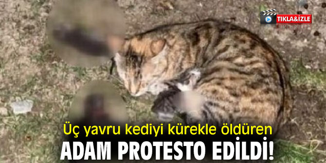 Üç yavru kediyi kürekle öldüren adam protesto edildi!