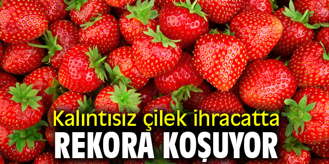 Kalıntısız çilek ihracatta rekora koşuyor