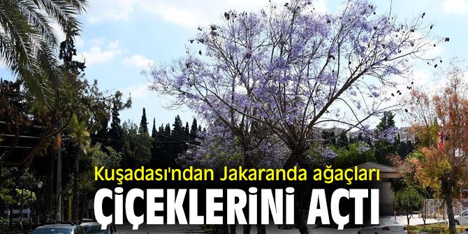 KUŞADASI’NDA JAKARANDA AĞAÇLARI ÇİÇEKLERİNİ AÇTI