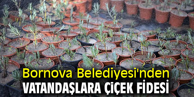 Bornova Belediyesi'nden vatandaşlara çiçek fidesi