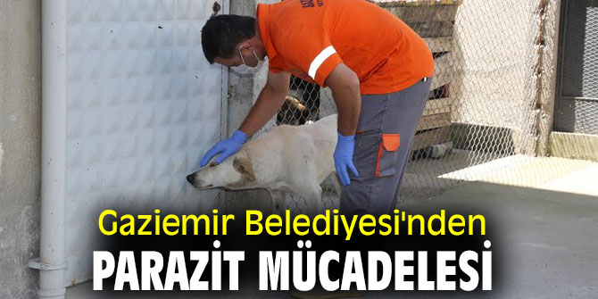 Gaziemir Belediyesi'nden parazit mücadelesi