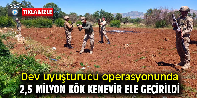 Dev uyuşturucu operasyonunda 2,5 milyon kök kenevir ele geçirildi 