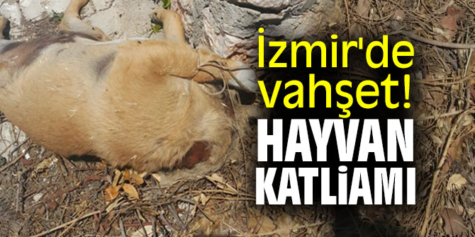 İzmir'de vahşet! Hayvan katliamı!
