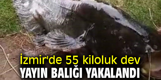 İzmir'de 55 kiloluk dev yayın balığı oltaya takıldı