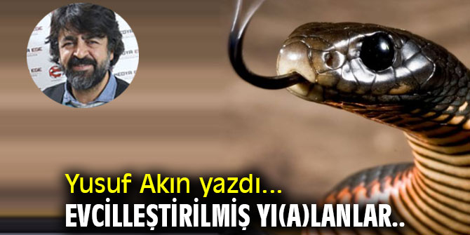 EVCİLLEŞTİRİLMİŞ YI(A)LANLAR..