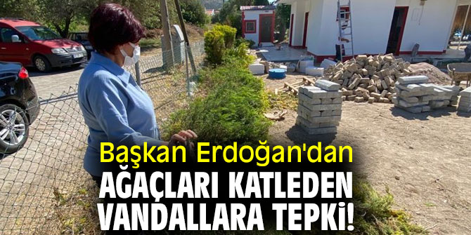 Başkan Erdoğan'dan ağaçları katleden vandallara tepki!