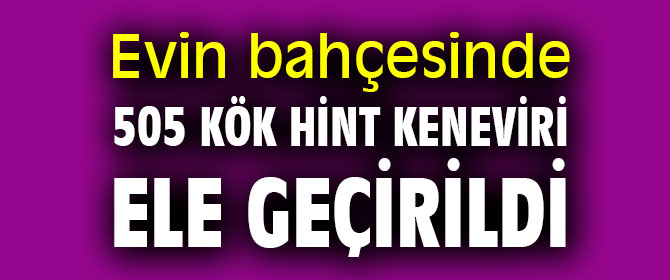 Evin bahçesinde 505 kök Hint keneviri ele geçirildi