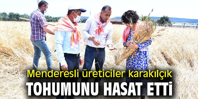 Menderesli üreticiler karakılçık tohumunu hasat etti