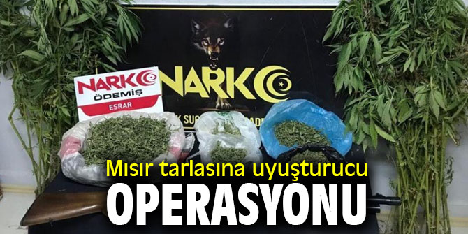 Mısır tarlasına uyuşturucu operasyonu